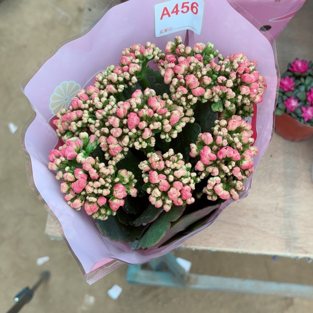 A456桃韵长寿花一颗