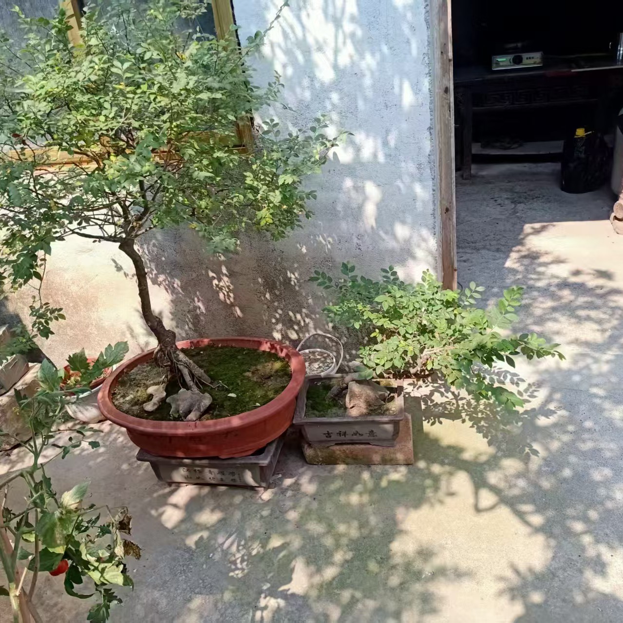 花木大世界家居摆件