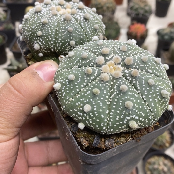 实生超兜2颗特价缺水