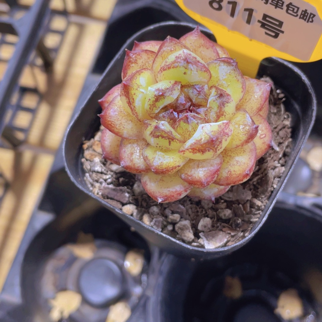 811号 老桩黄水晶单头