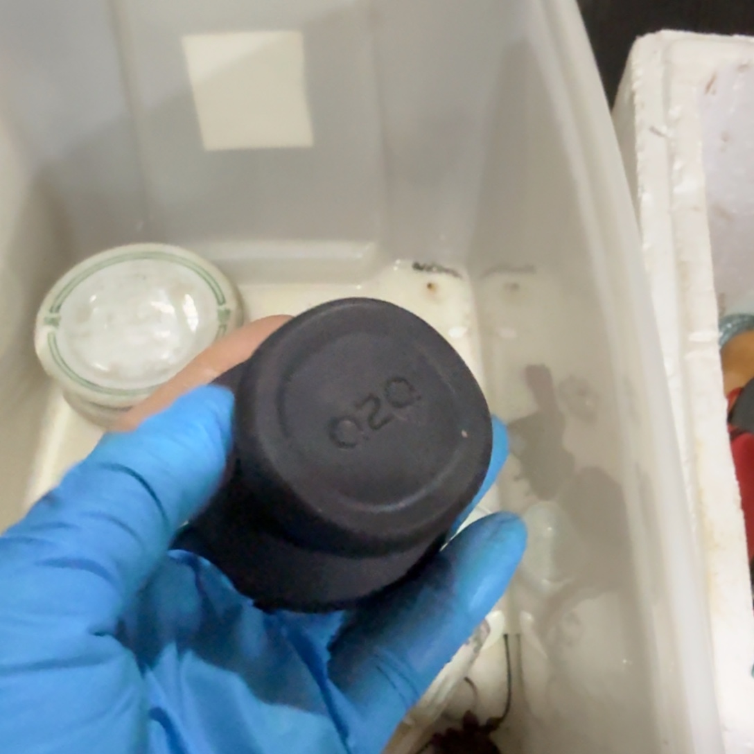 M***Z杂色豆（科檀/科特迪瓦檀木）