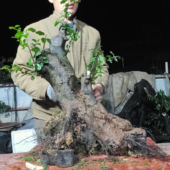 用***2无花朵山里人家金单子