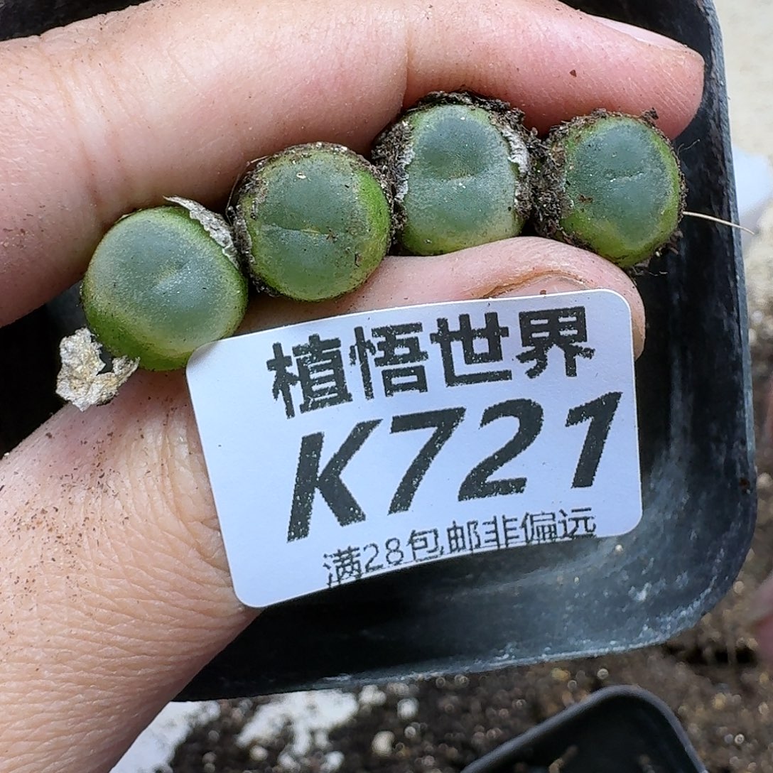 的植物多肉植物ffhhj