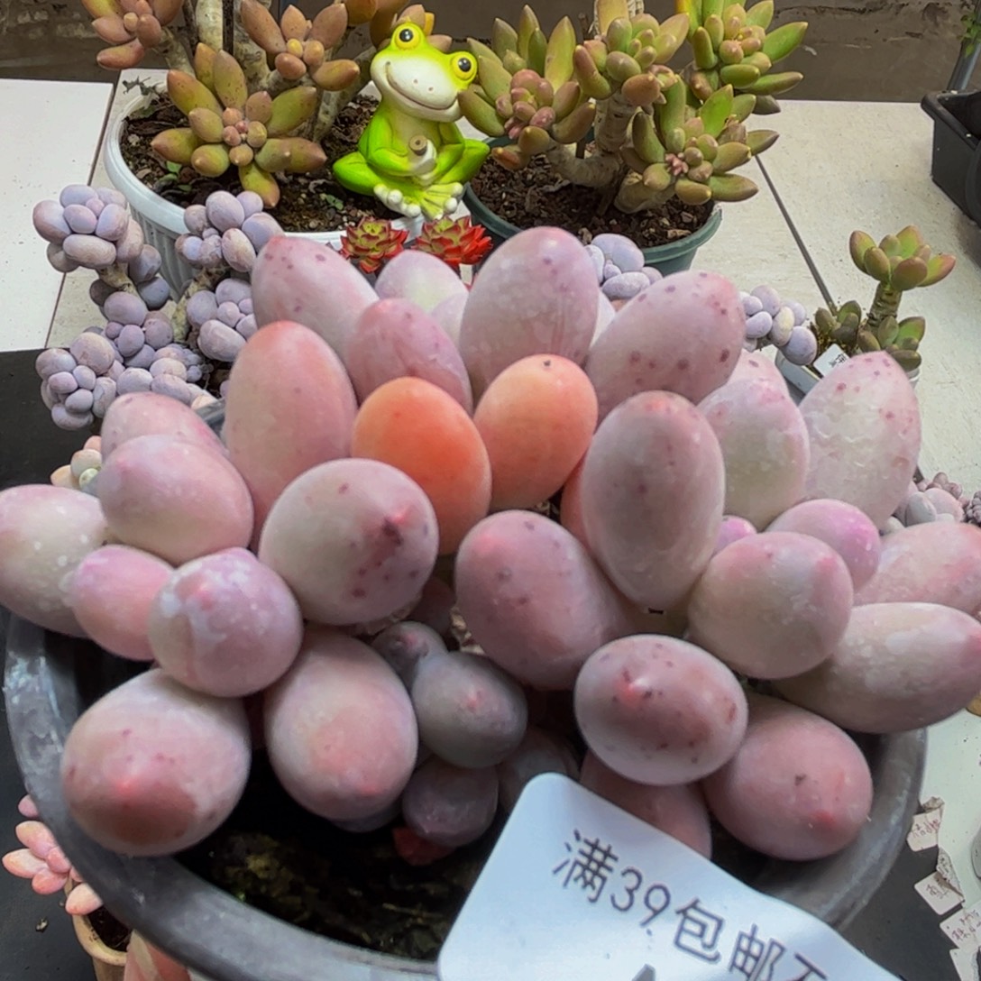 928/8cm汤圆奶酪多肉植物