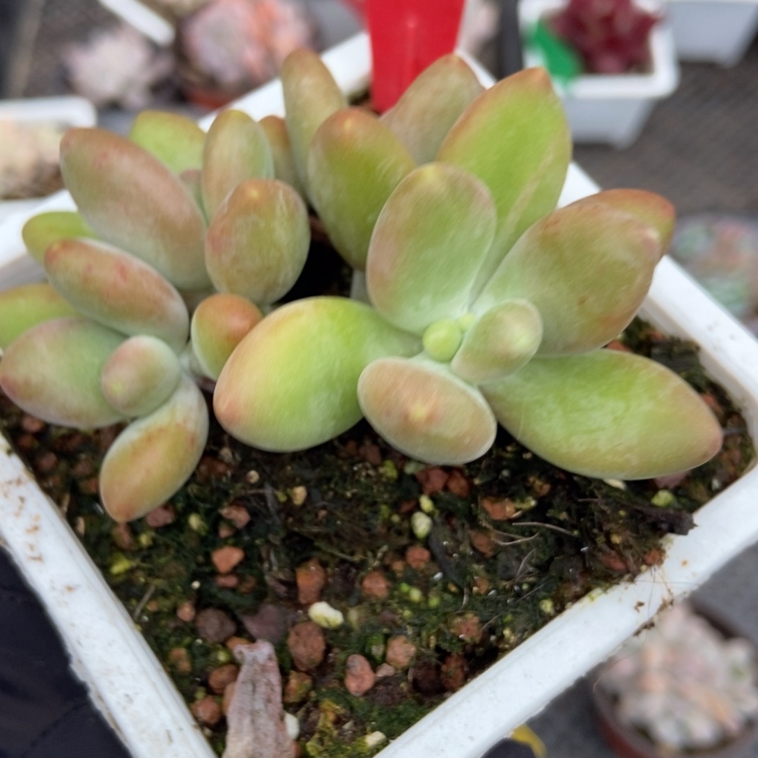 1728芒果奶多肉植物