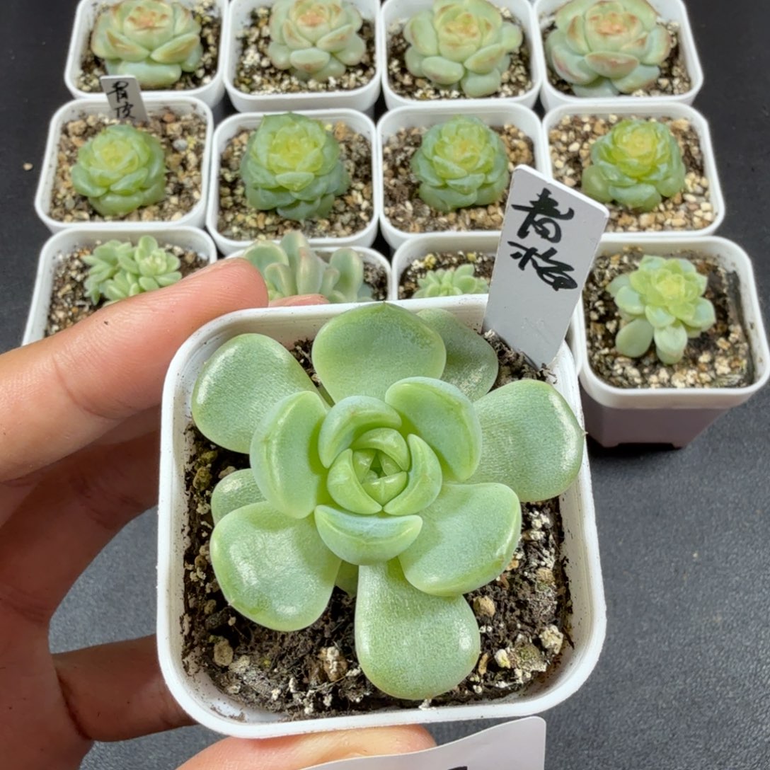 甜心青梅一物一拍046