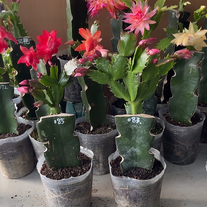 晴***天当前无花朵，栽培后可花朵083+085