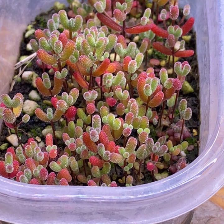 趁***老无花朵218混合切糕。     