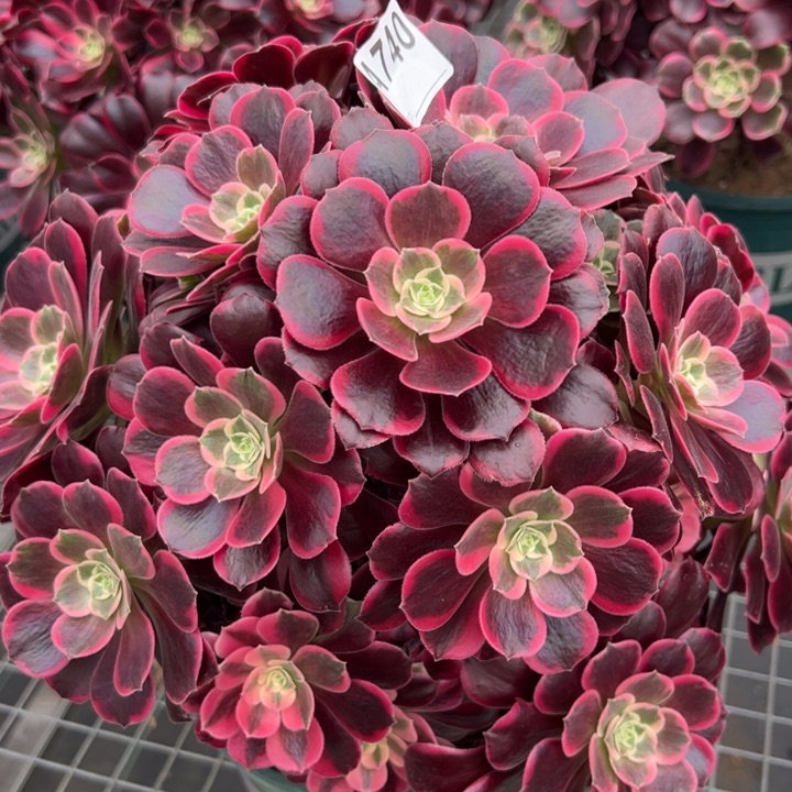 740金丝雀35厘米左右