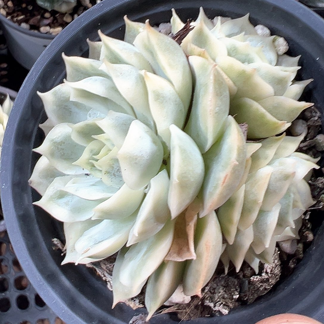 昂斯诺锦 小方花圃一单包邮非偏远