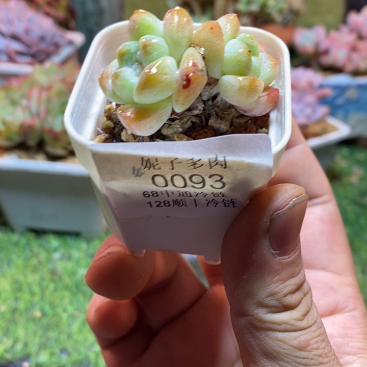 0093啊啊啊啊啊啊啊啊啊
