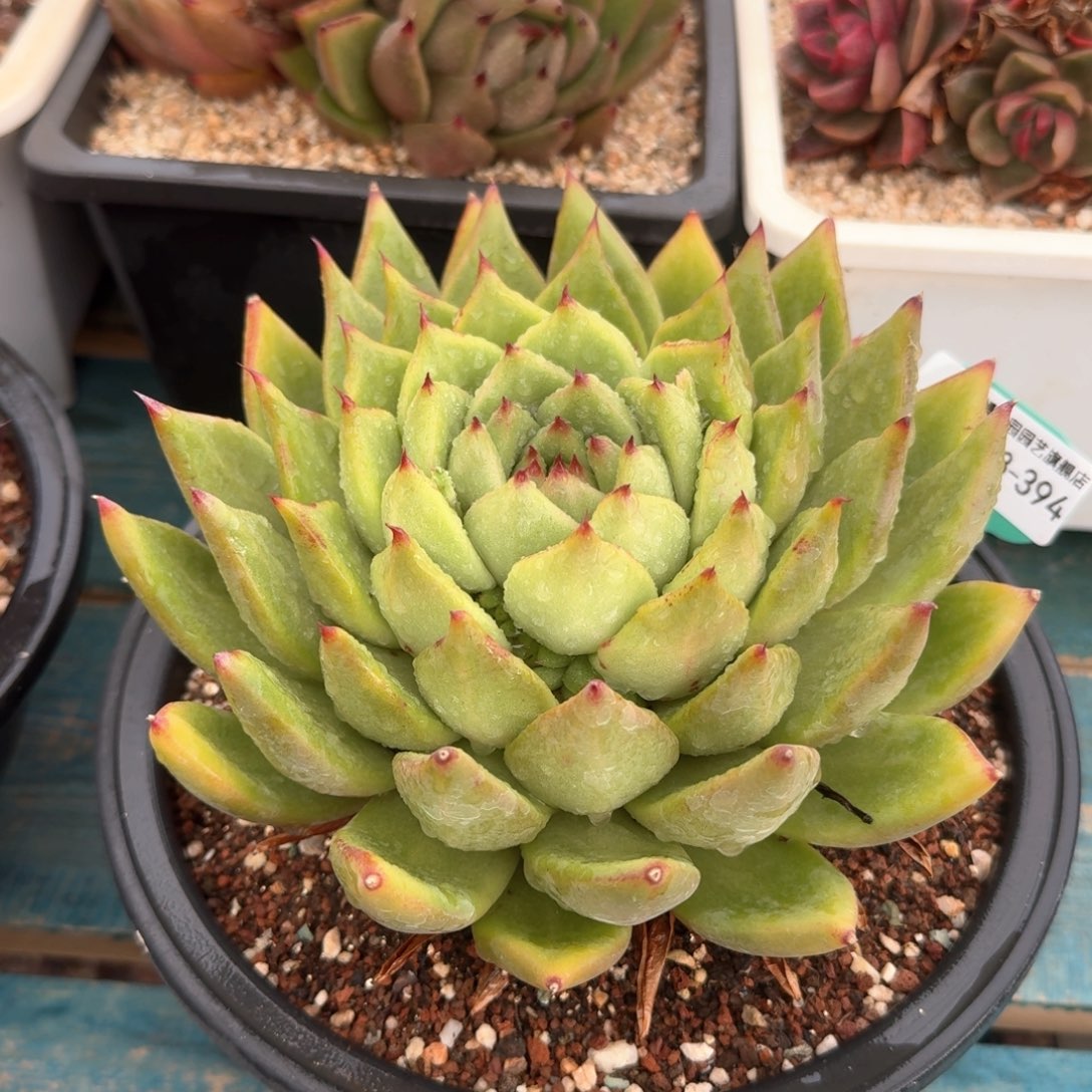 从前慢多肉精选编号0308.394