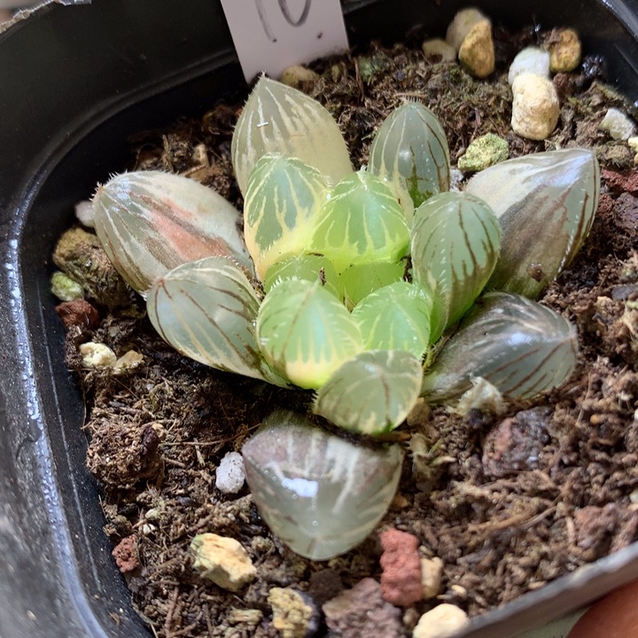 巨大赤线玉露锦带盆土