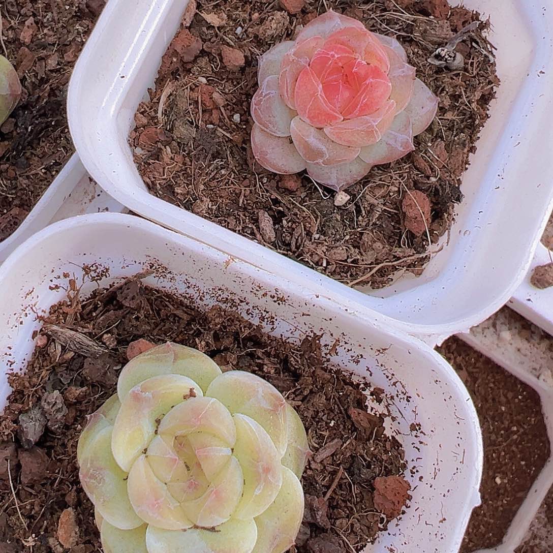 精品小鼻水晶珍妮2颗