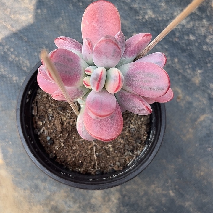 带盆发货乒乓福娘锦3644号