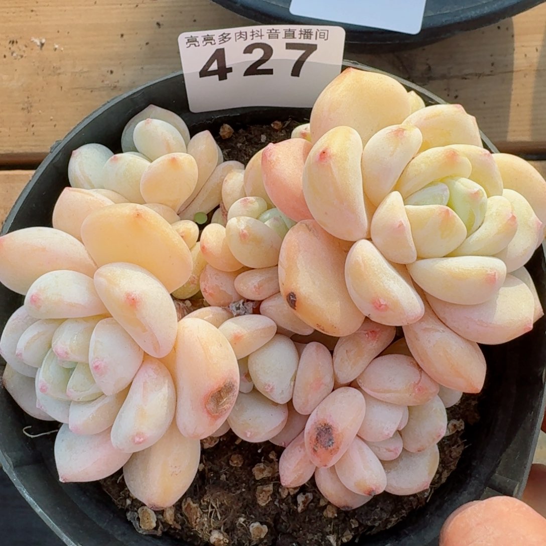 冷香群生         多肉植物