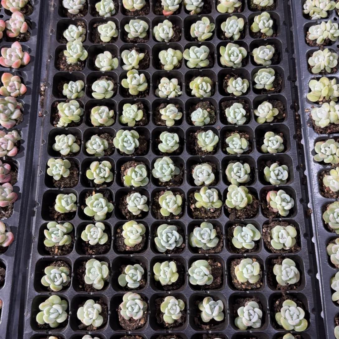 桃桃一物一拍专拍