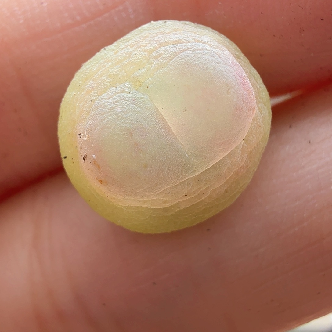 2.6.12/1.1厘米紫皮拉登