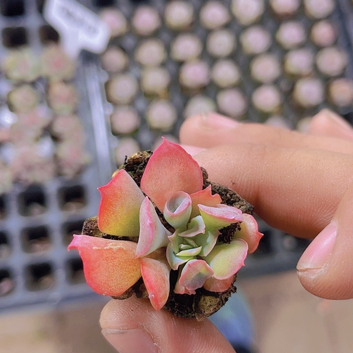 猪鼻子【满10颗包邮】