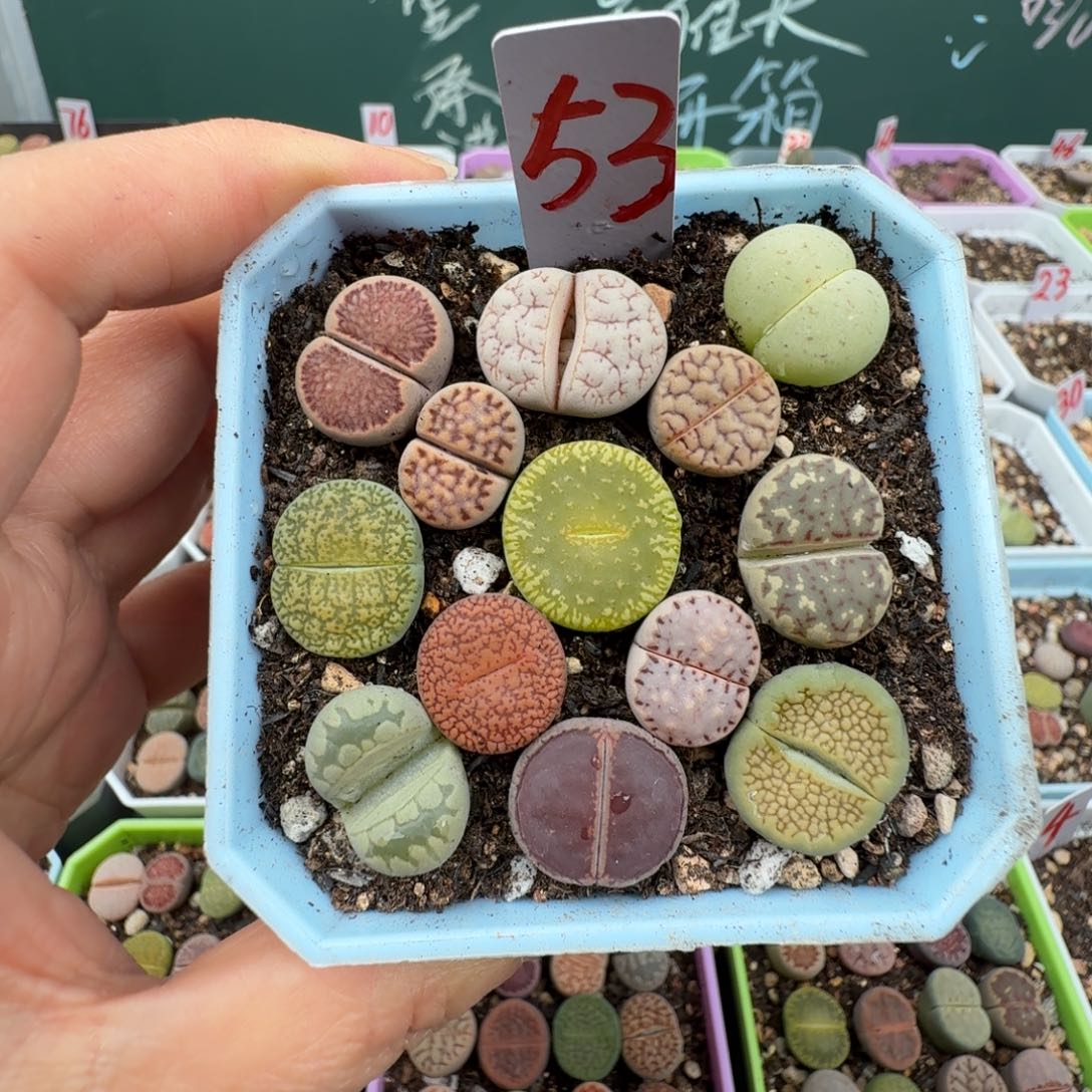 特价彩拼带盆土 53