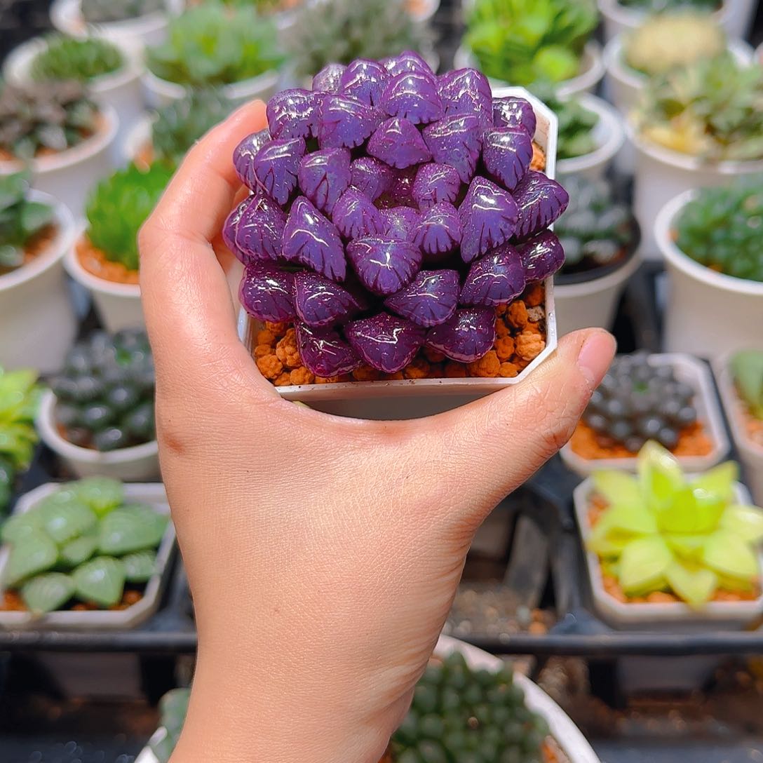 紫宝石冰灯玉露，原盆，人工上色