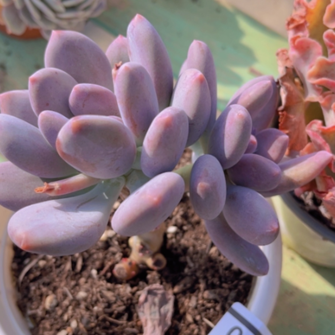 【闪购商品】长叶月美人13140