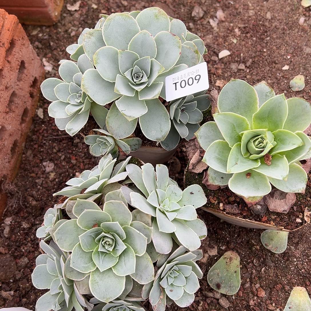 小***馆糖糖009 黄金帕尔马一组