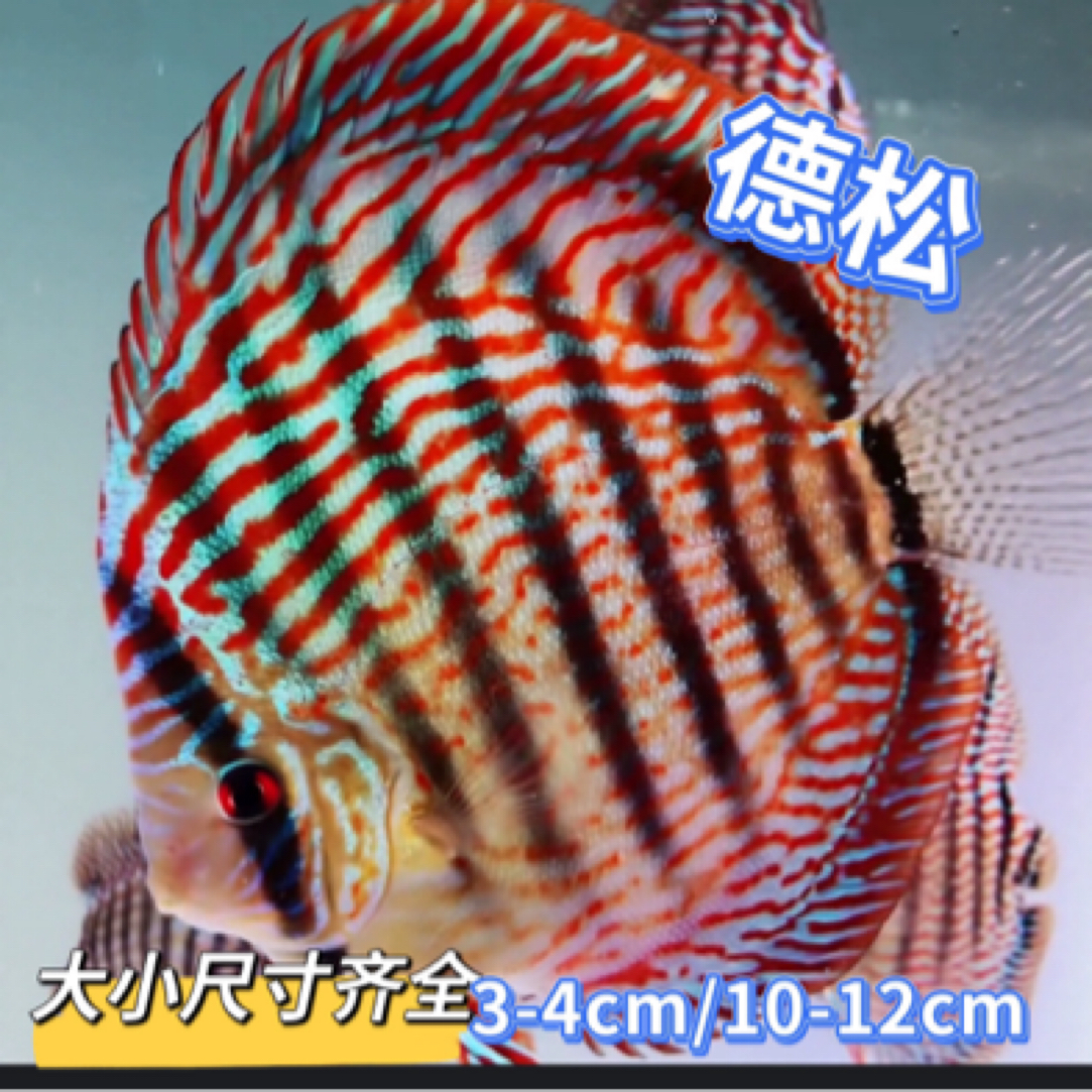 精品德松 七彩神仙鱼热带观赏鱼高端品种中小型活体鱼