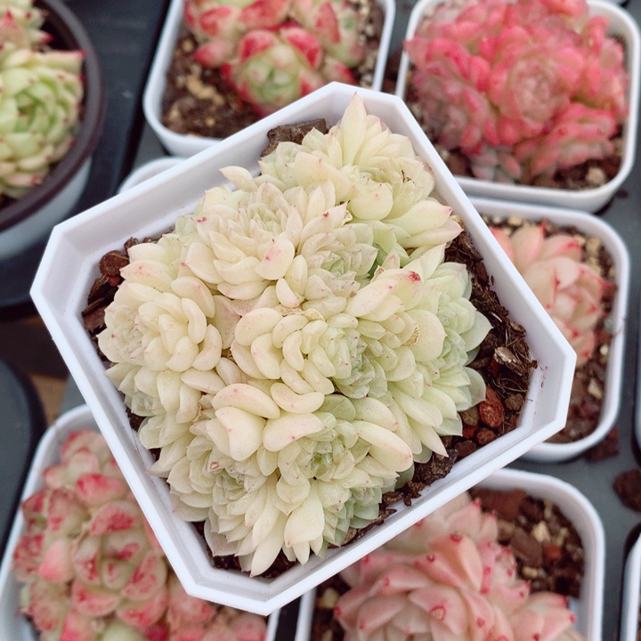 雪绣球7cm不包整群