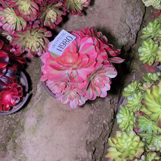 980粉女巫多肉植物