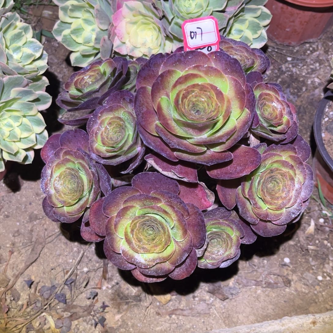 017多肉植物魅金玫瑰