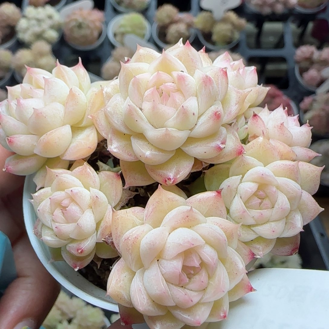 花语逸境0222-597散