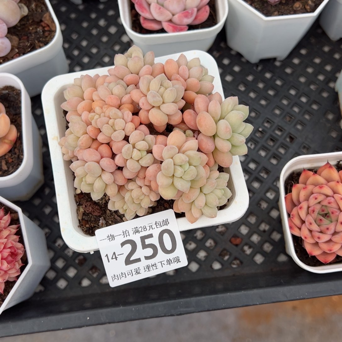 小*孟洛可可多肉多肉多肉多肉