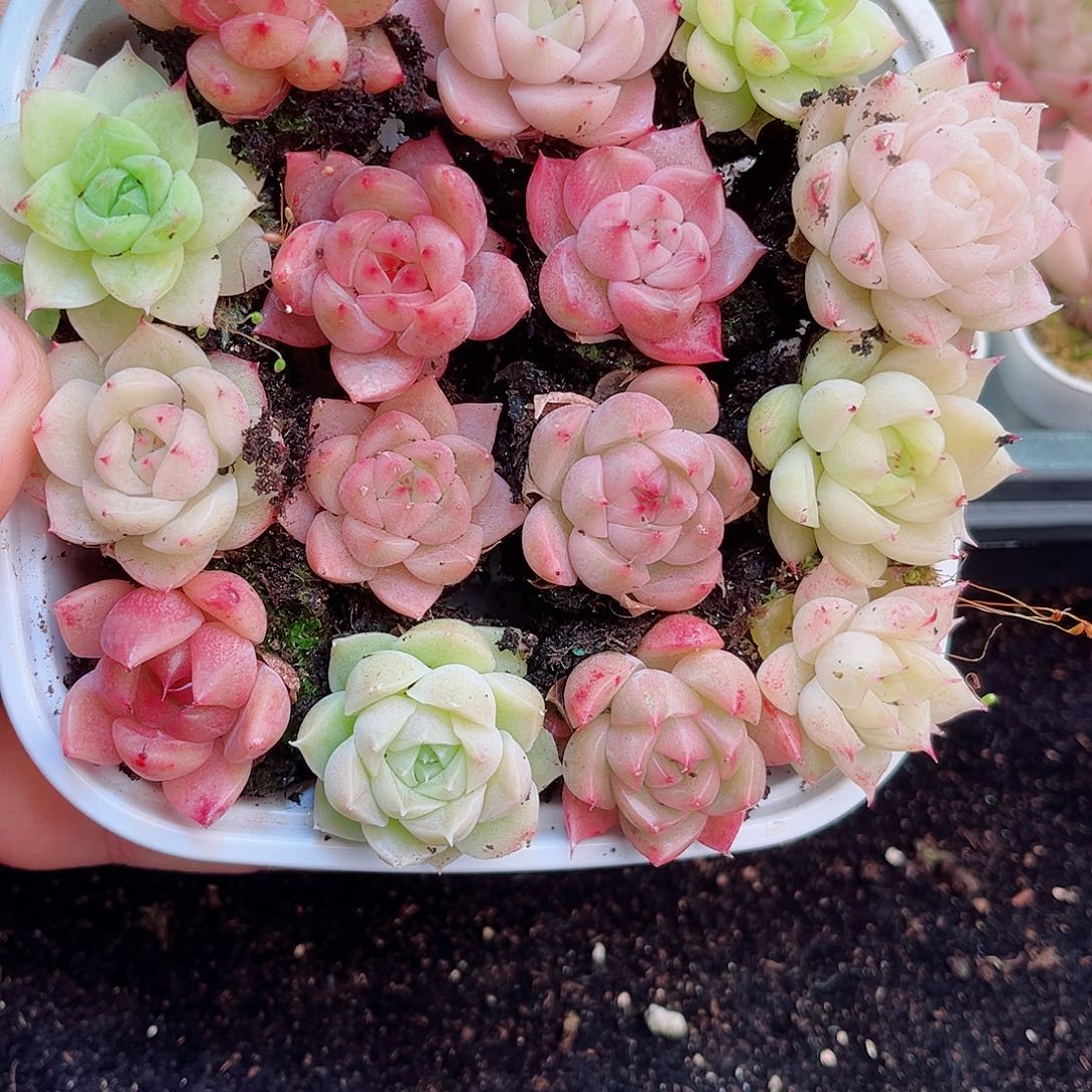 1-788 新疆西藏内蒙不发12.8包邮2-3公分多肉