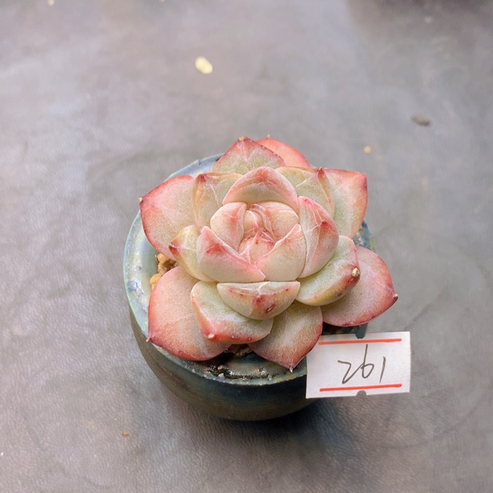 一物一拍满30包邮 261