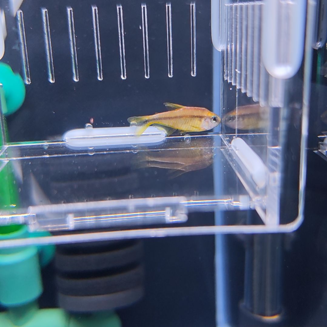 灯科鱼金头超级黄魔鬼