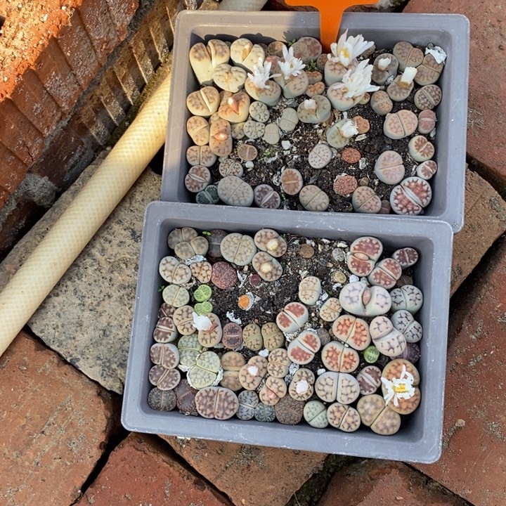 南***虞生石花等植物的生长218