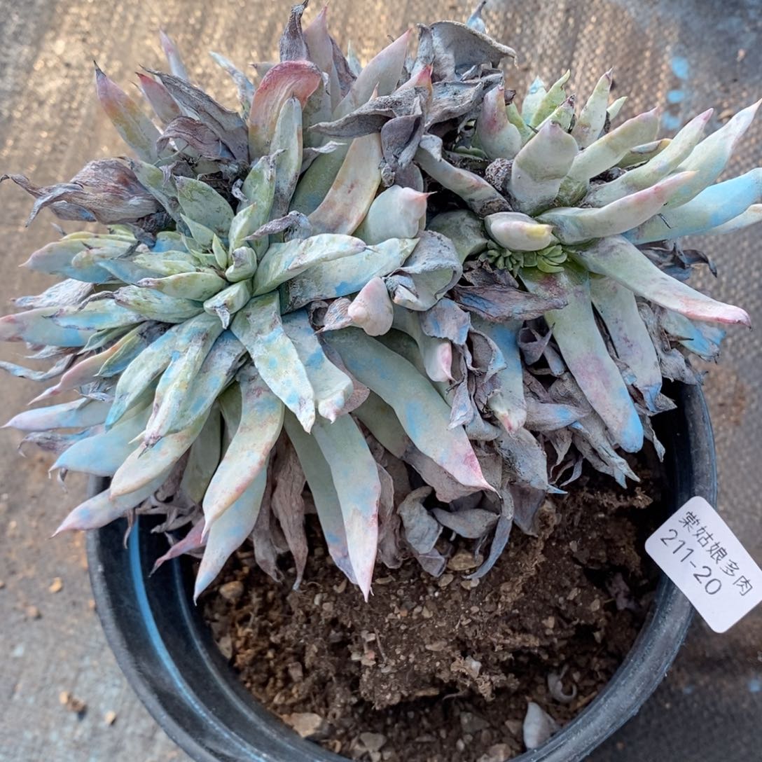 20号苹果叶瑕疵瑕疵