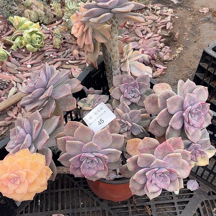 紫乐锦群，一物一拍