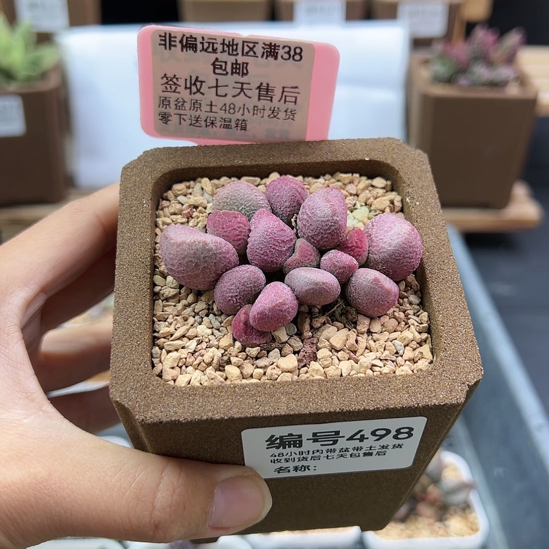 李*?498夏娃多肉植物