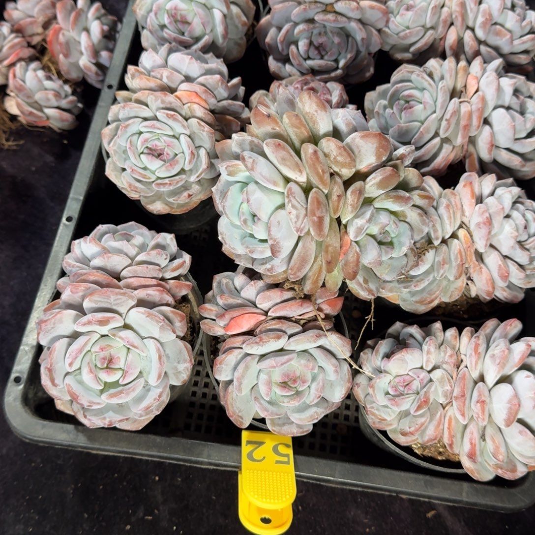 C****星影双头一物一拍一筐52