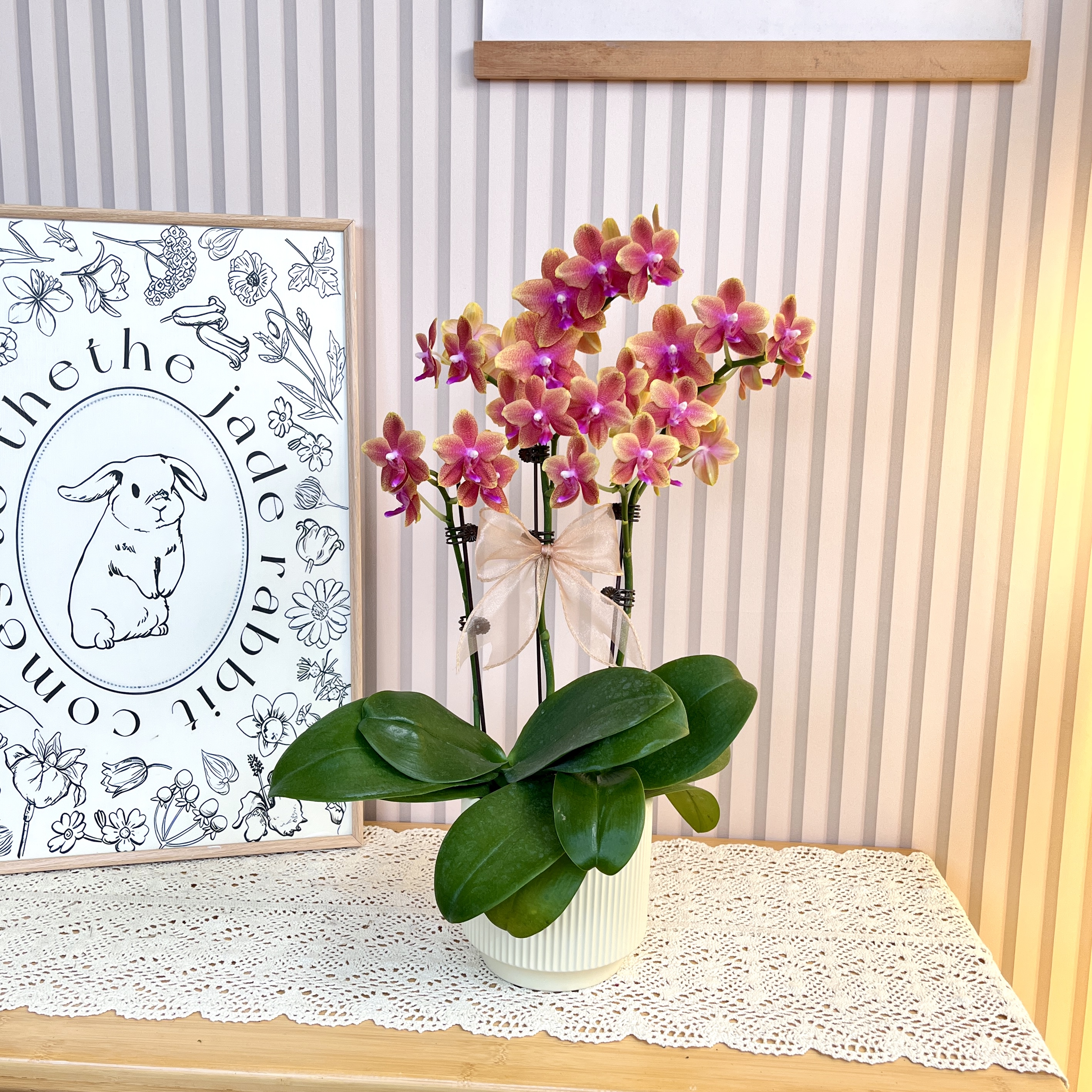 【香恋博格利】安祖蝴蝶兰淡香型蜡质花 茶室玄关办公室 母亲节闺蜜