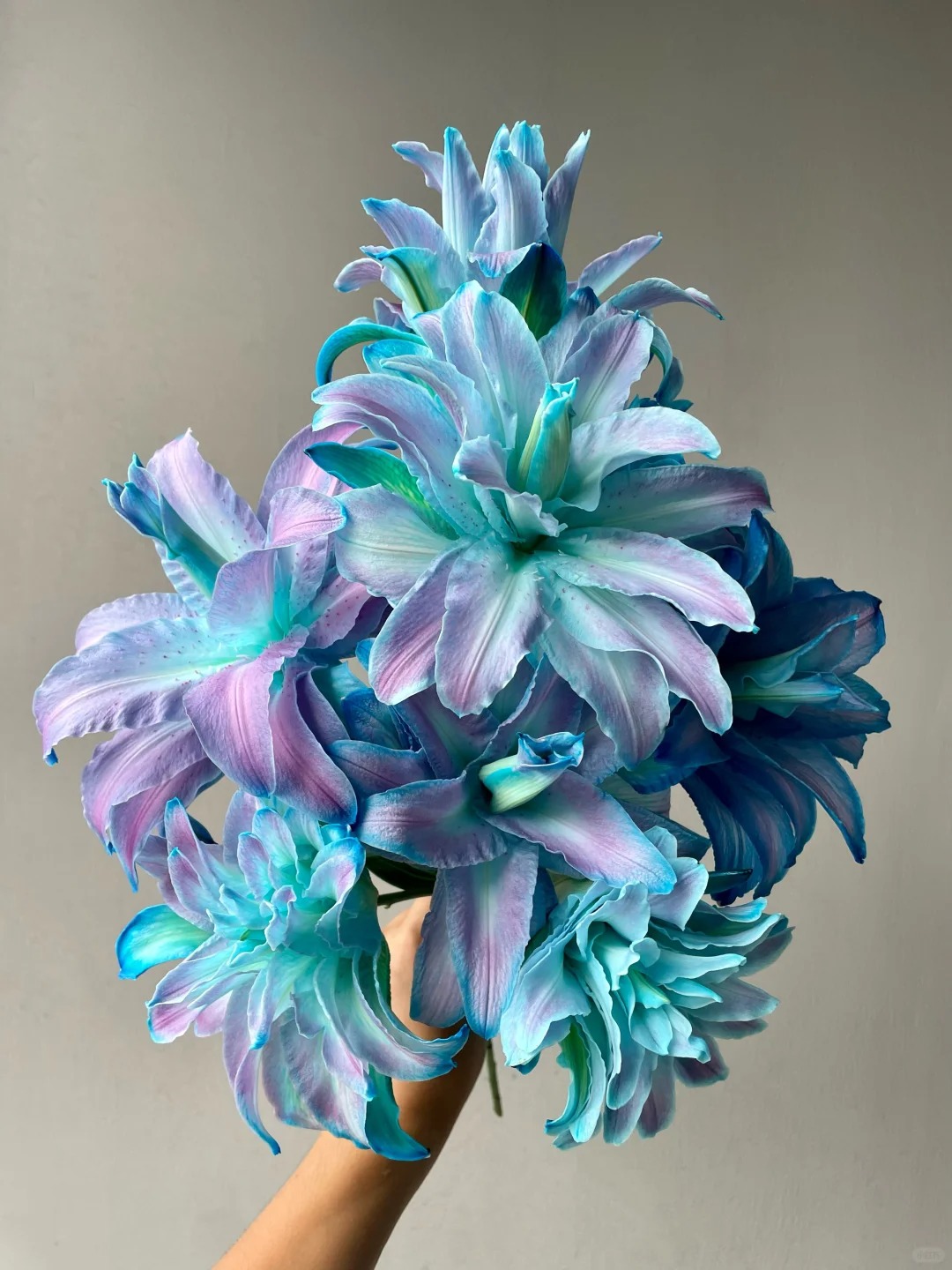 【源头优选】极光香水百合花云南直发鲜花家居水养插花鲜切花