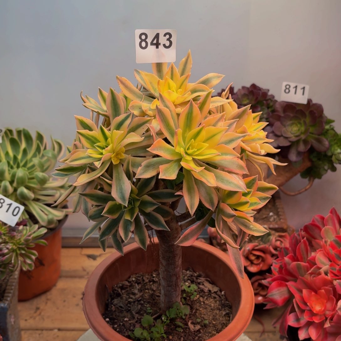 多肉法师枫叶嫁接843