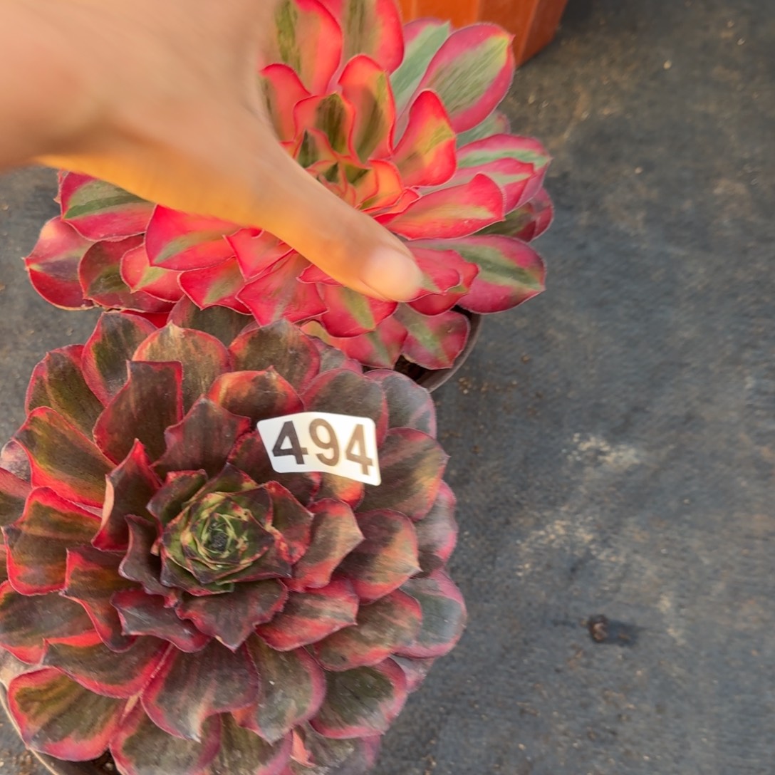 494多肉植物两颗一组