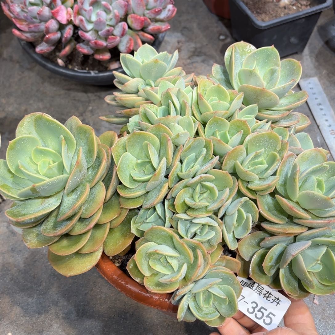 同温层多肉天竺少女355