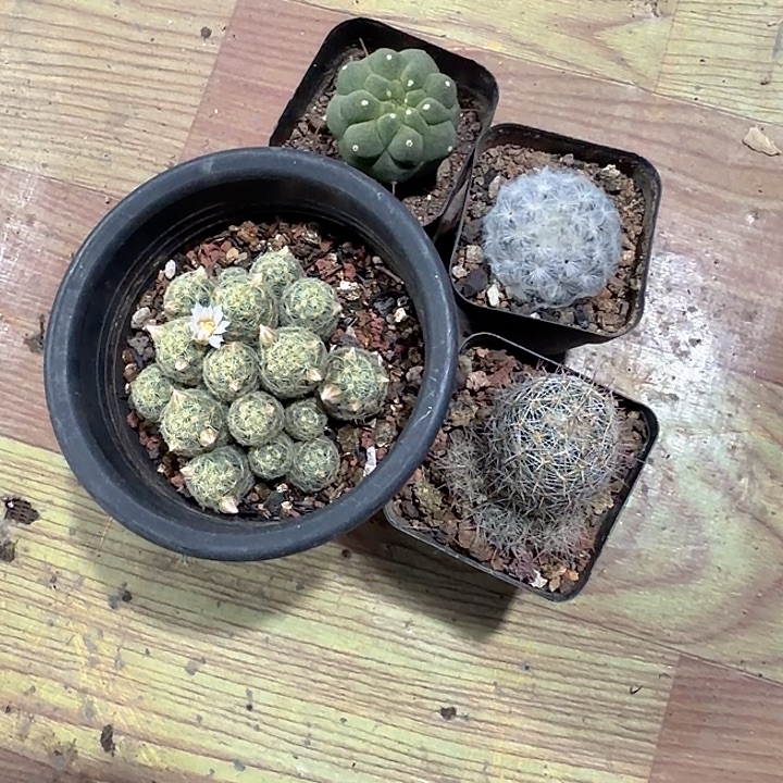 一***一一一一物一拍包邮