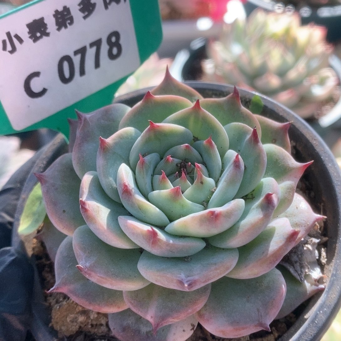 778锦锦锦锦锦锦锦