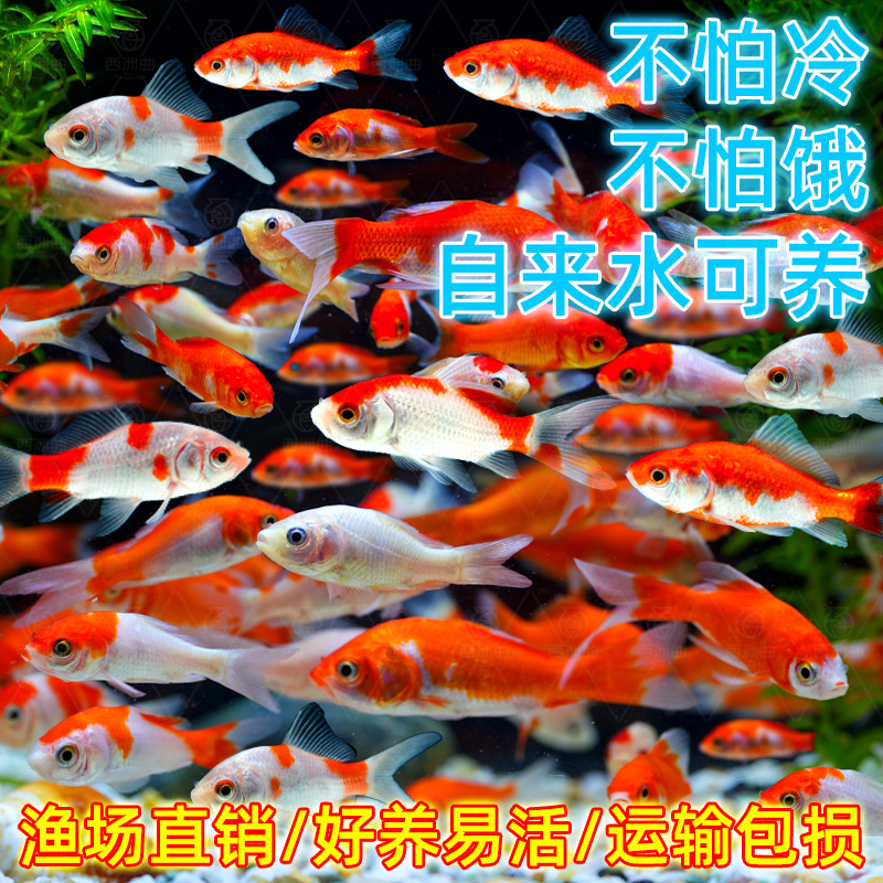 长尾红白草金好养耐活冷水鱼活体金鱼锦鲤招财风水观赏鱼批发【DB】