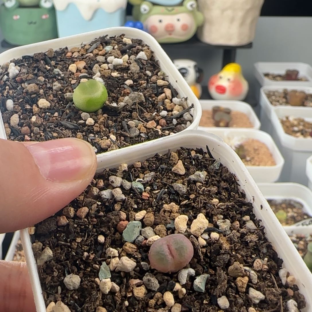 林***琦0578/多肉植物////